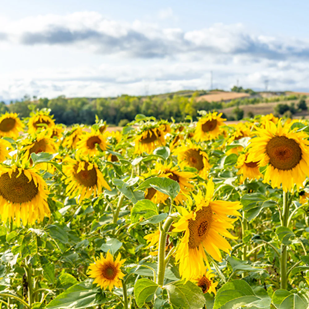 Organic Quebec Grown Sunflower Seeds - Image 4